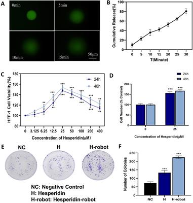 Magnetic gelatin-hesperidin microrobots promote proliferation and migration of dermal fibroblasts